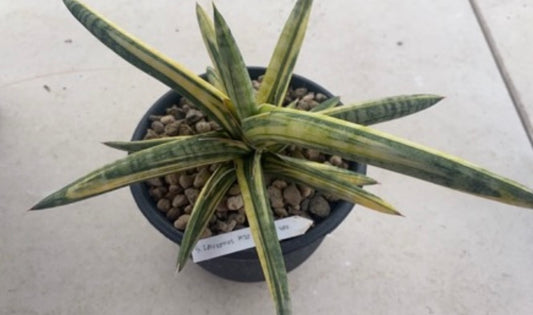 Rare Plant pre orders from Fuzzy Roots