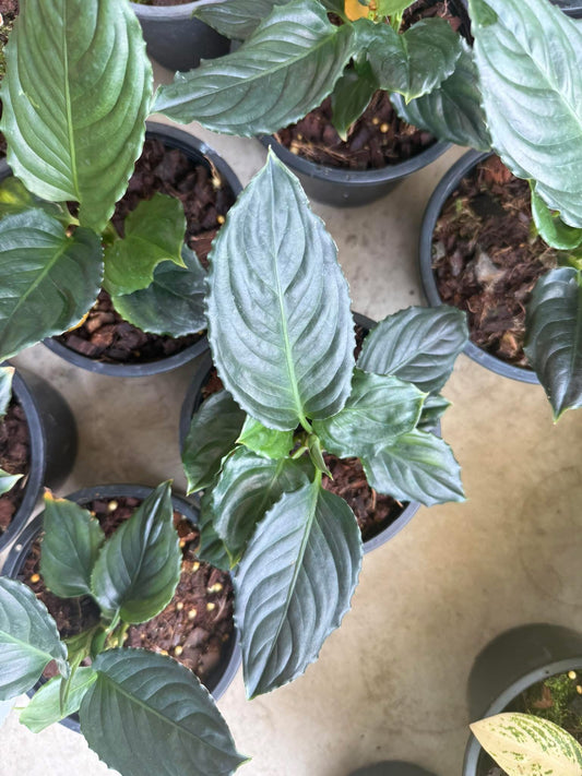 Rare Plant pre orders from Fuzzy Roots