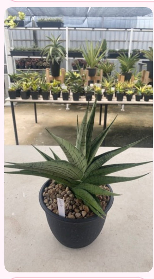 Rare Plant pre orders from Fuzzy Roots