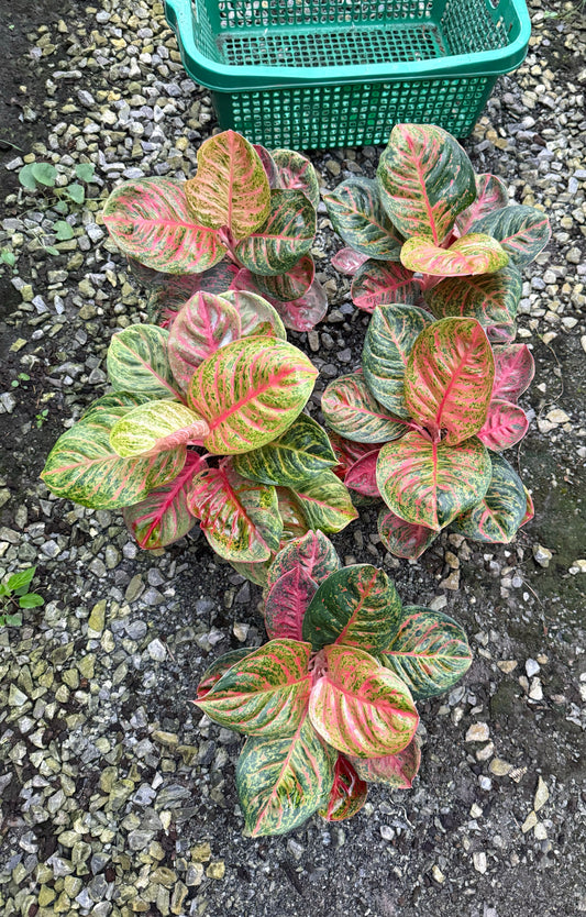 Rare Plant pre orders from Fuzzy Roots