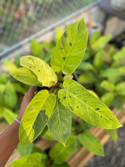 Rare Plant pre orders from Fuzzy Roots