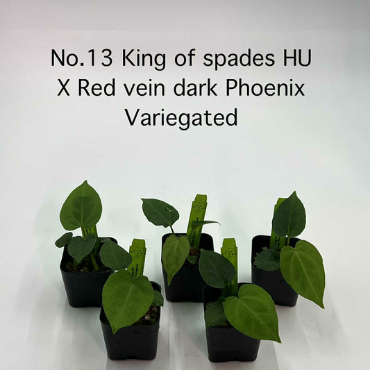 Rare Plant pre orders from Fuzzy Roots