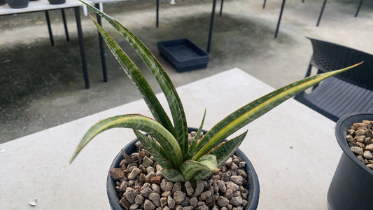 Rare Plant pre orders from Fuzzy Roots