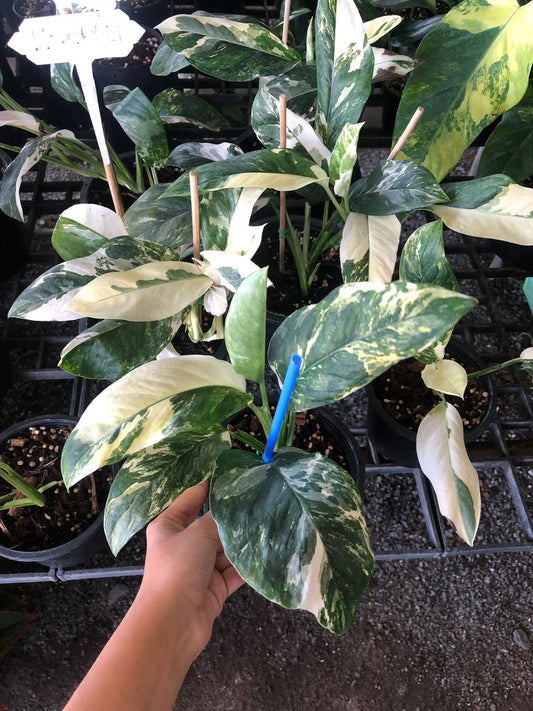 Rare Plant pre orders from Fuzzy Roots