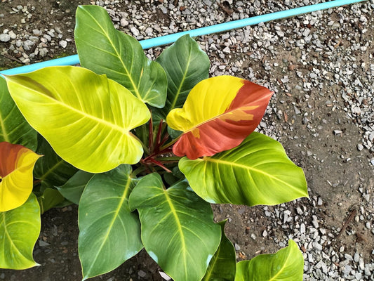 Rare Plant pre orders from Fuzzy Roots