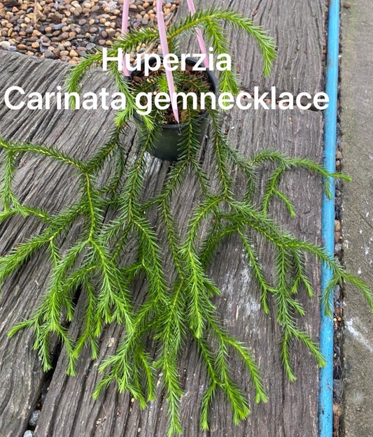 Rare Plant pre orders from Fuzzy Roots