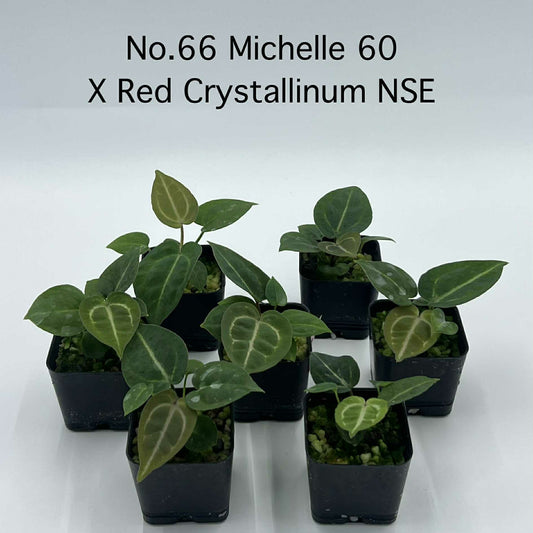 Rare Plant pre orders from Fuzzy Roots