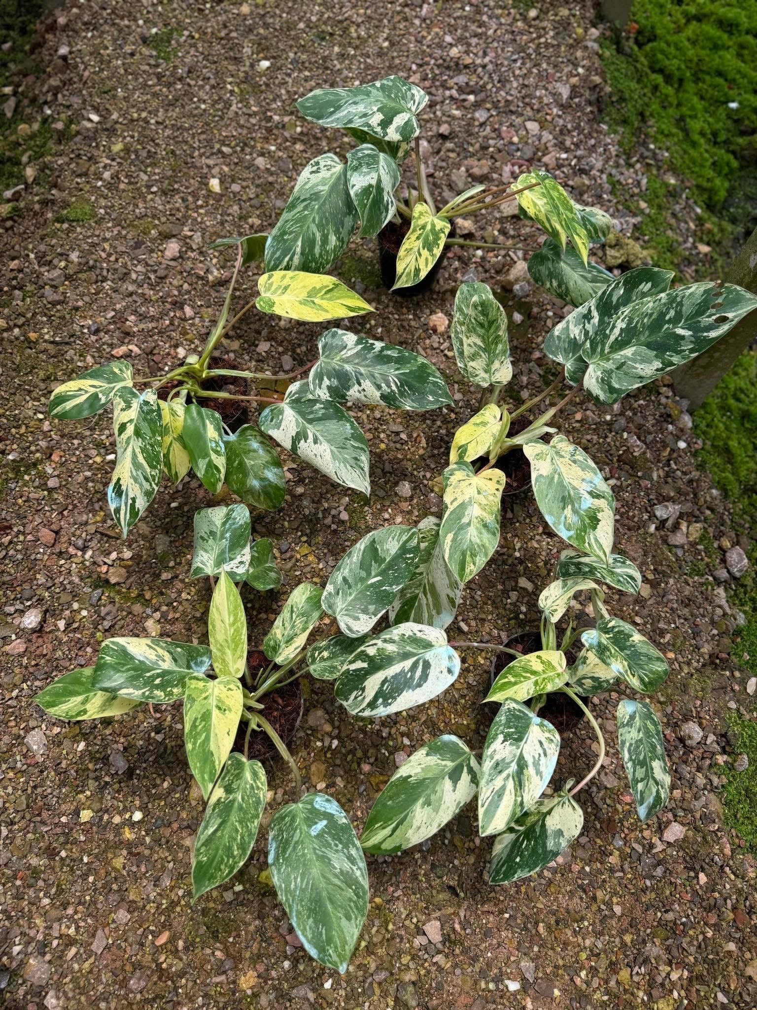 Rare Plant pre orders from Fuzzy Roots