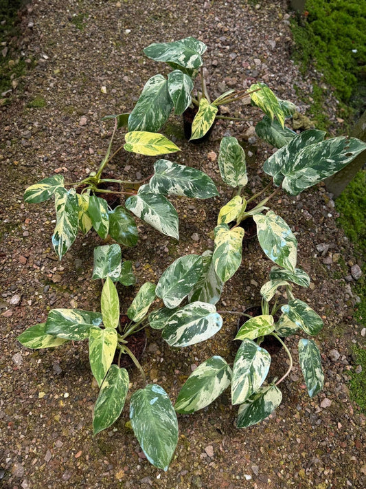 Rare Plant pre orders from Fuzzy Roots
