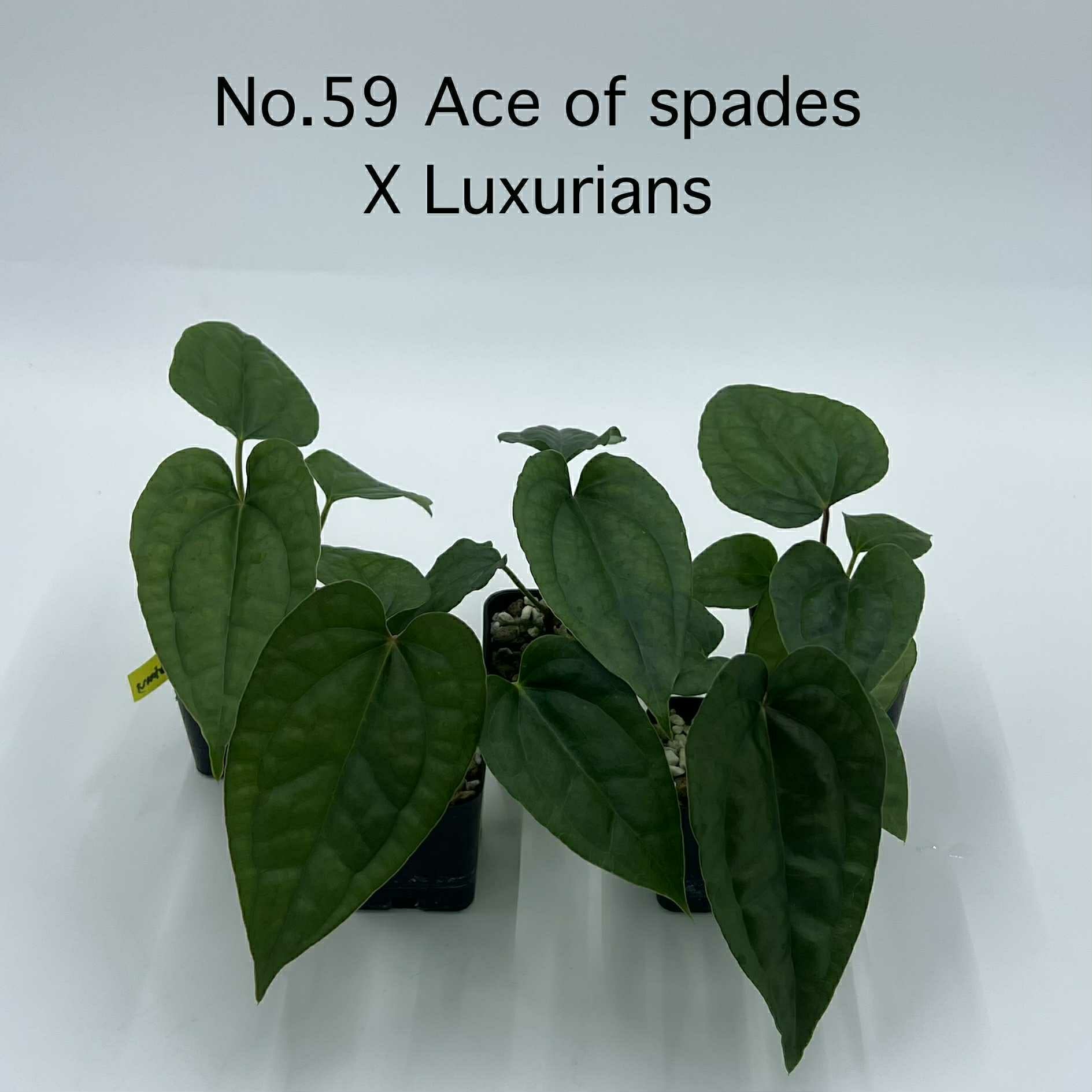 Rare Plant pre orders from Fuzzy Roots