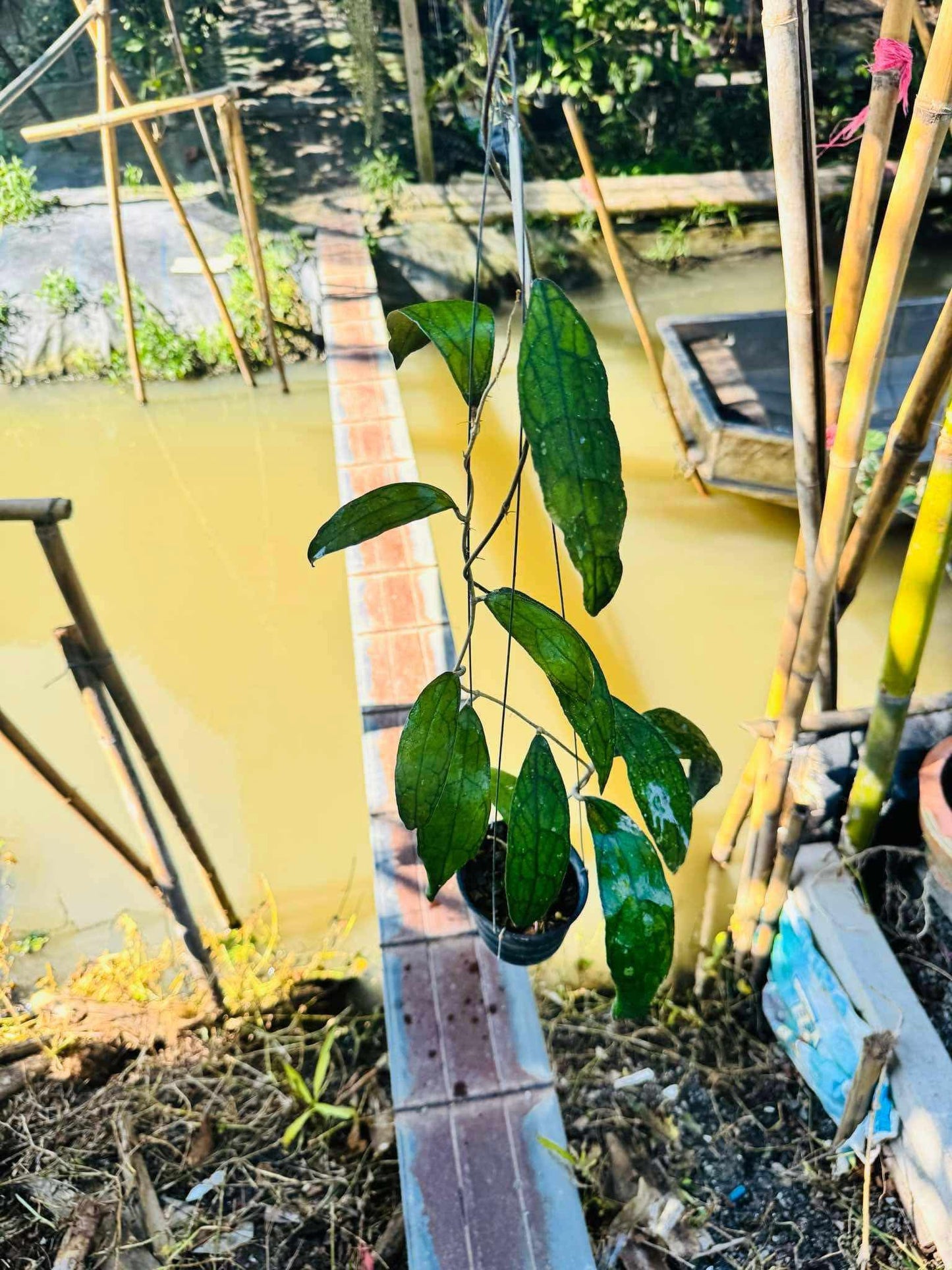 Rare Plant pre orders from Fuzzy Roots
