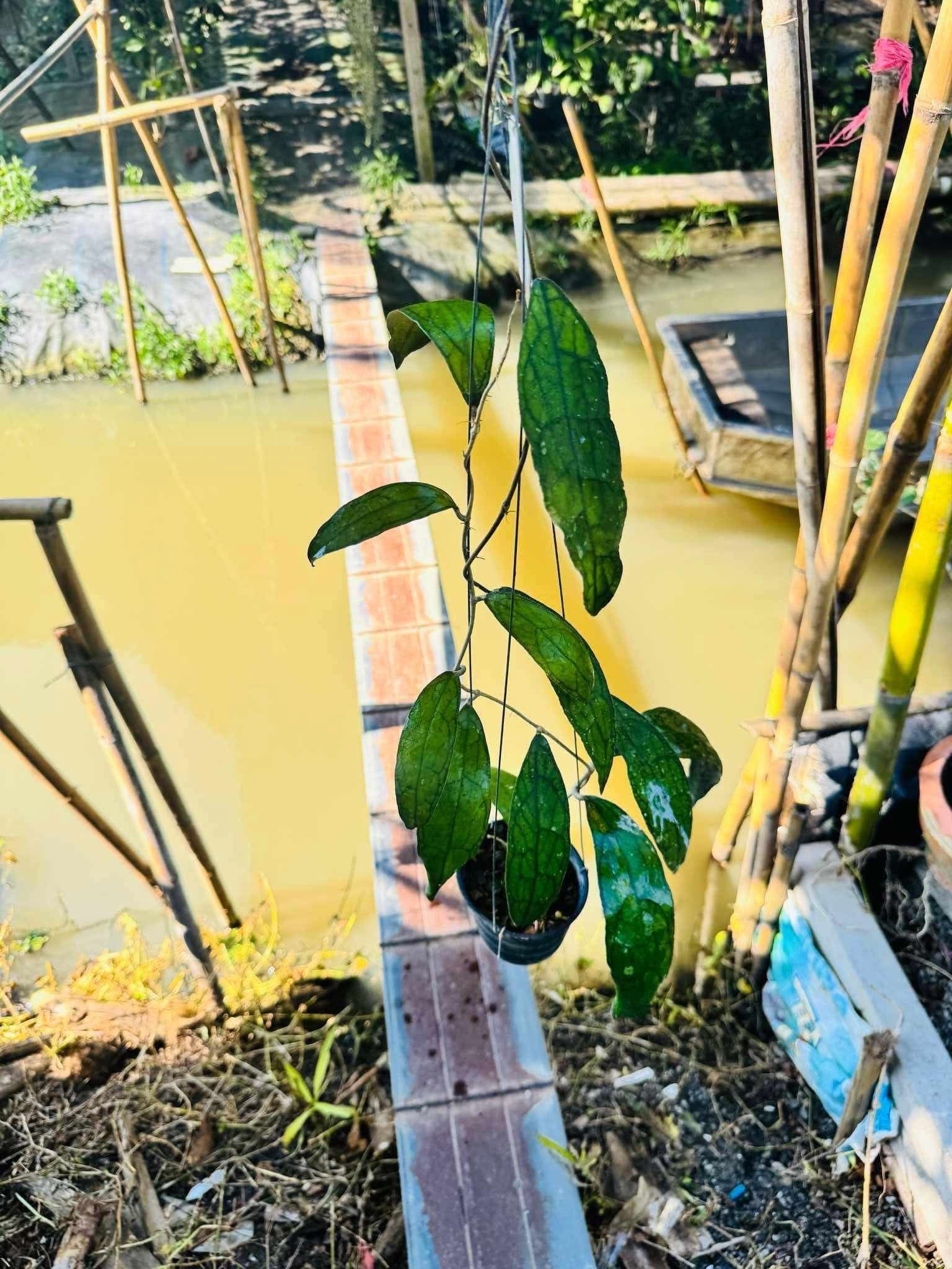Rare Plant pre orders from Fuzzy Roots