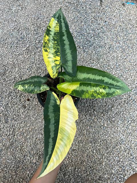 Rare Plant pre orders from Fuzzy Roots