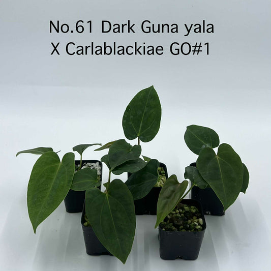 Rare Plant pre orders from Fuzzy Roots