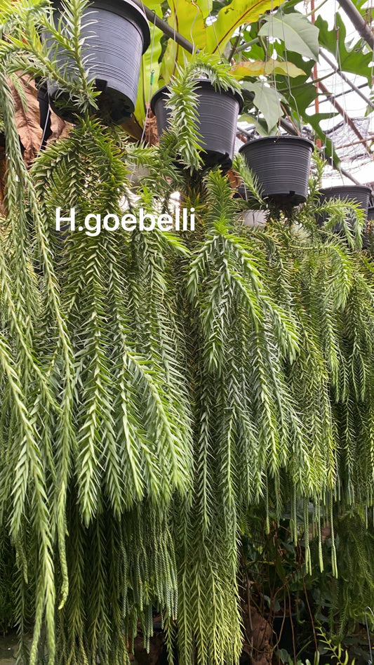 Rare Plant pre orders from Fuzzy Roots