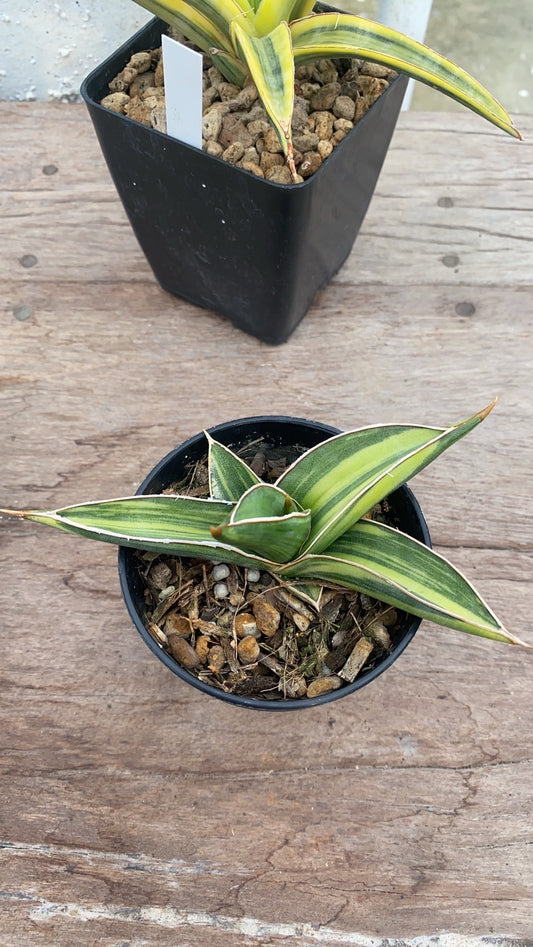 Rare Plant pre orders from Fuzzy Roots