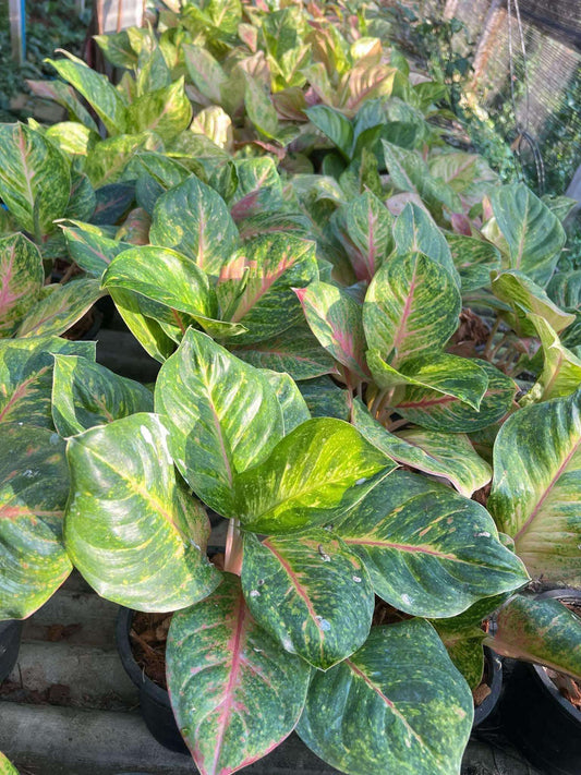 Rare Plant pre orders from Fuzzy Roots