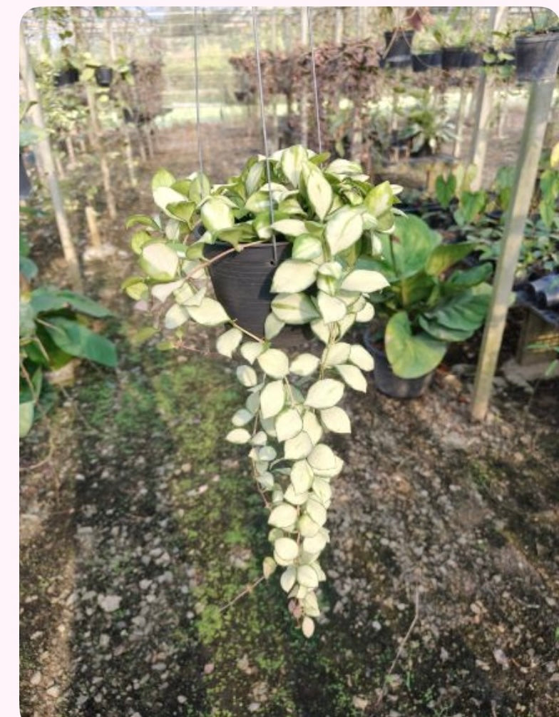 Rare Plant pre orders from Fuzzy Roots