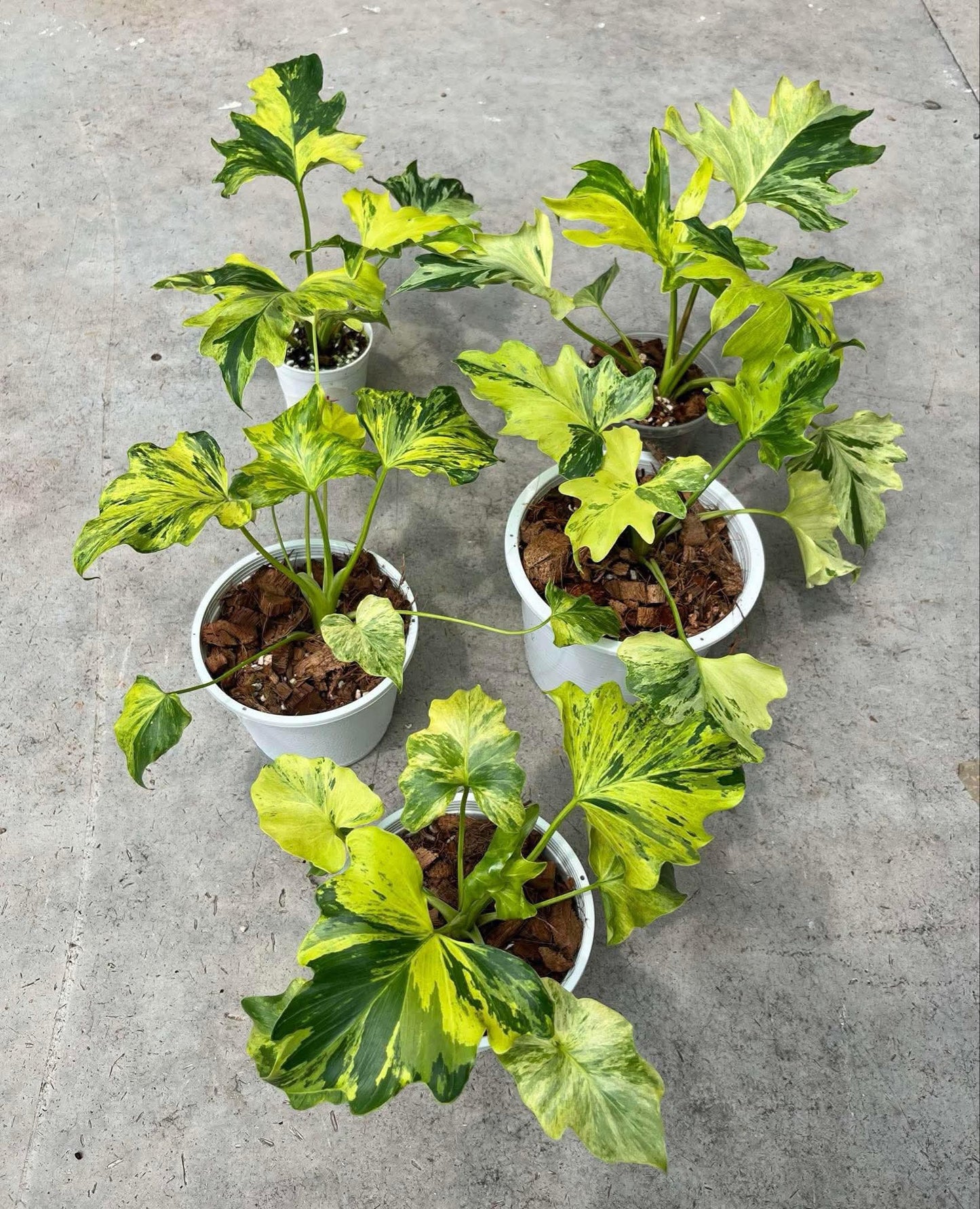 Rare Plant pre orders from Fuzzy Roots