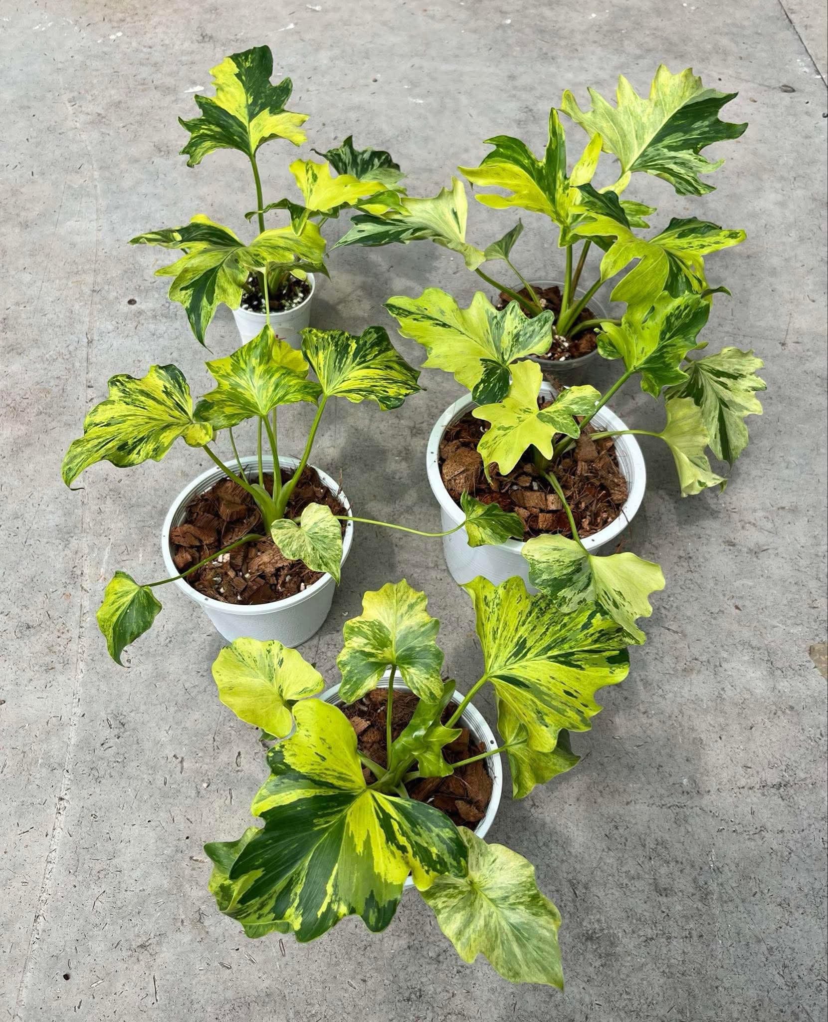 Rare Plant pre orders from Fuzzy Roots