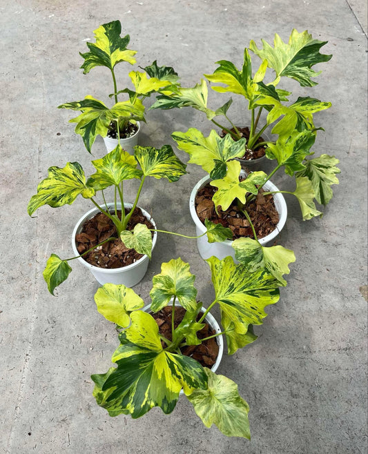 Rare Plant pre orders from Fuzzy Roots
