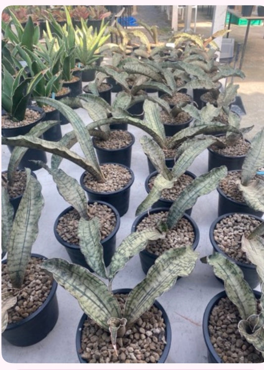 Rare Plant pre orders from Fuzzy Roots