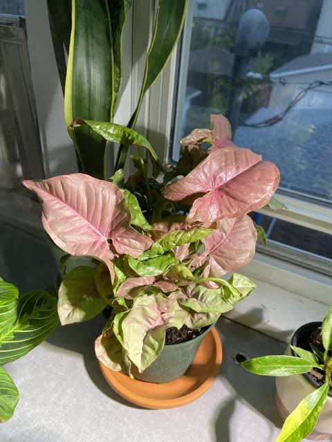 Rare Plant pre orders from Fuzzy Roots