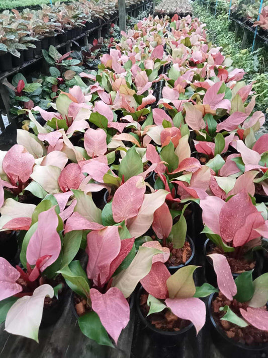 Rare Plant pre orders from Fuzzy Roots