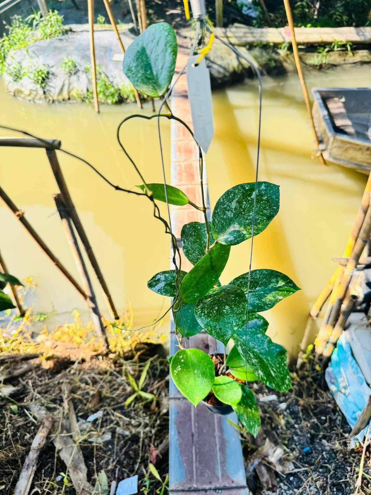 Rare Plant pre orders from Fuzzy Roots