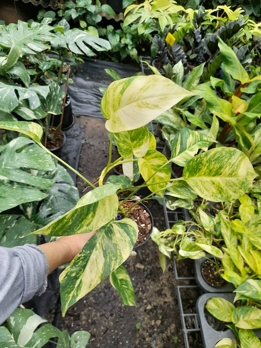 Rare Plant pre orders from Fuzzy Roots