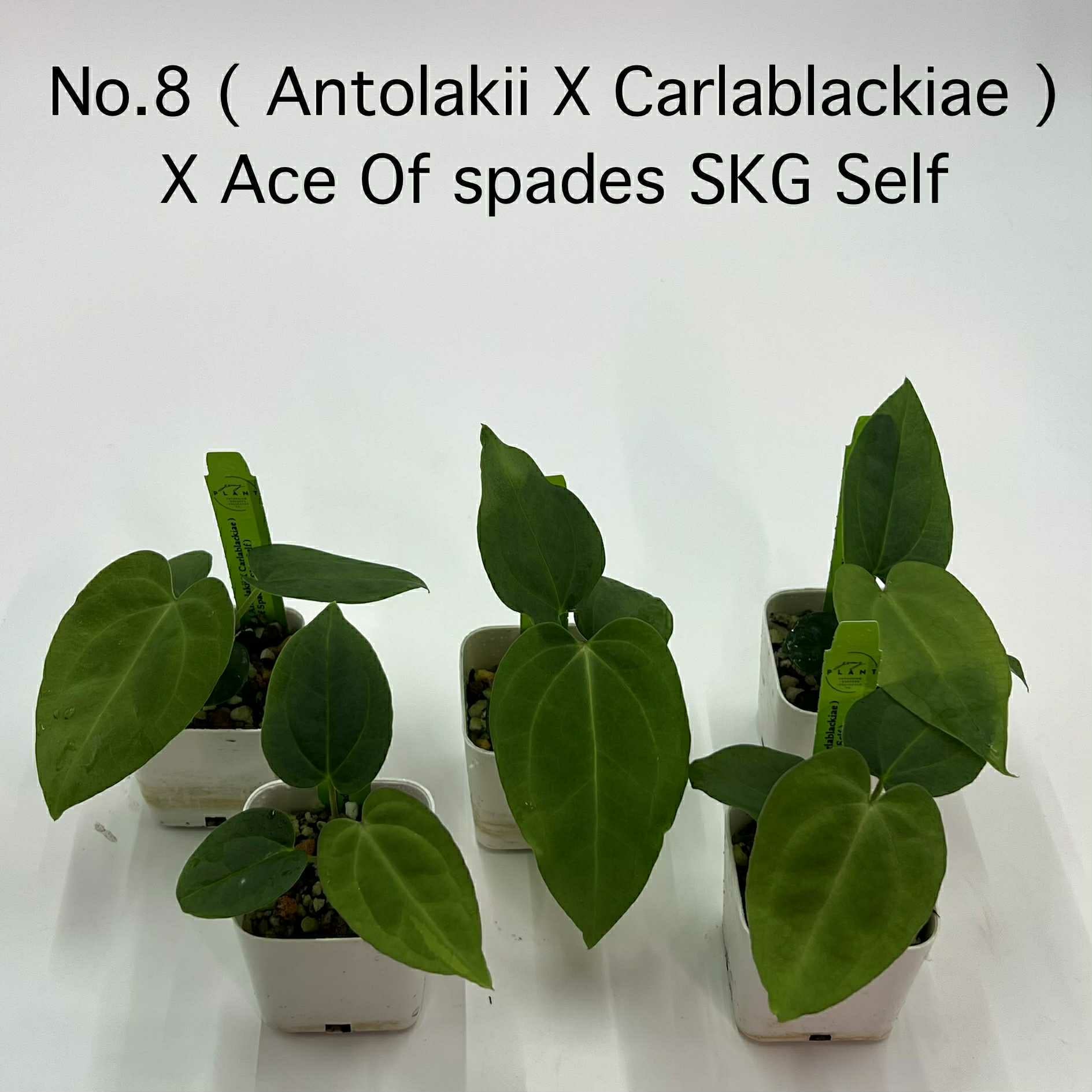 Rare Plant pre orders from Fuzzy Roots