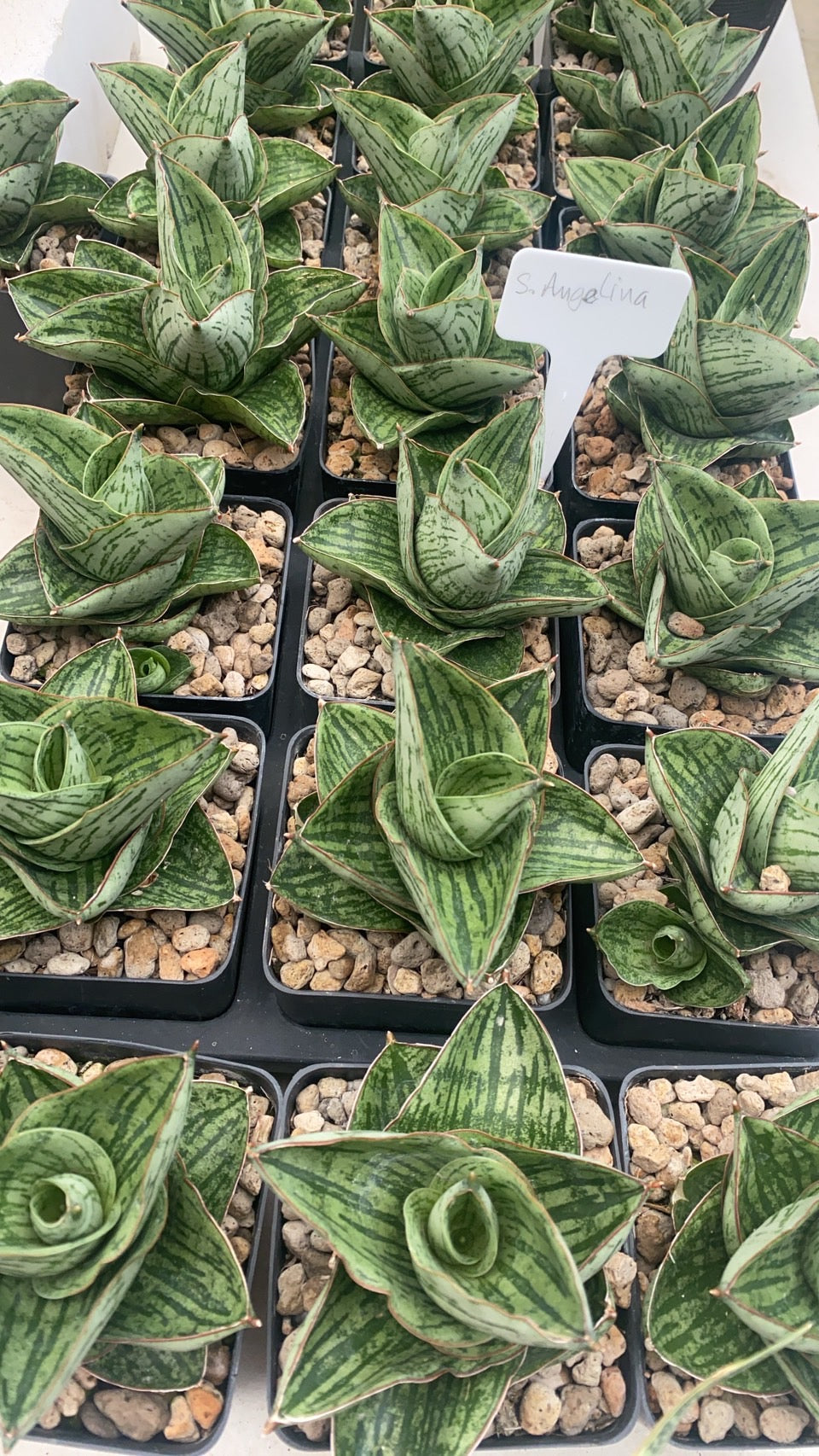 Rare Plant pre orders from Fuzzy Roots