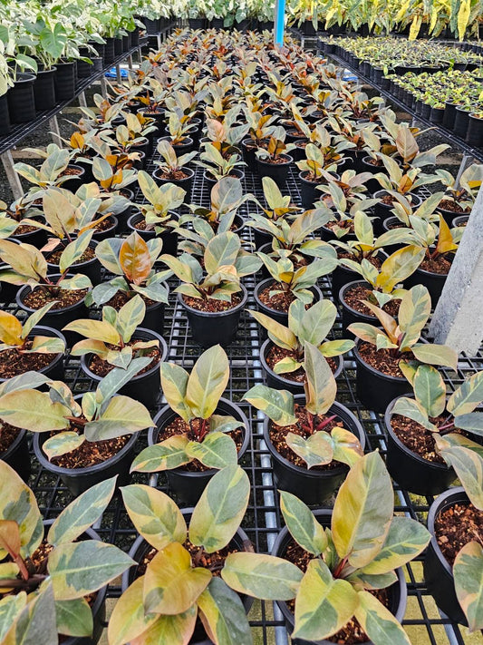 Rare Plant pre orders from Fuzzy Roots