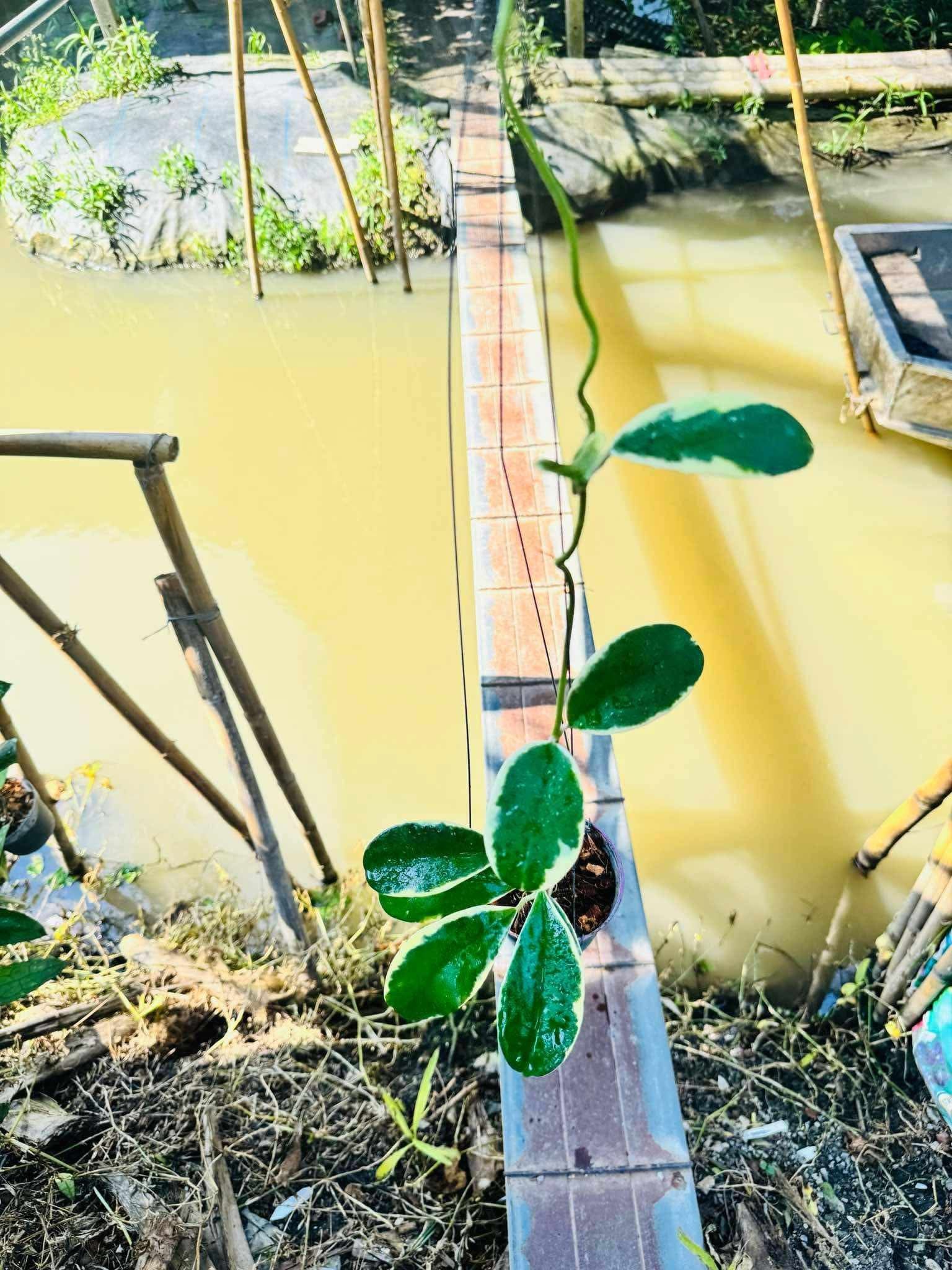 Rare Plant pre orders from Fuzzy Roots