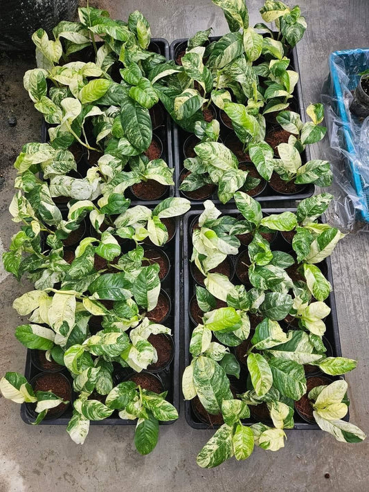 Rare Plant pre orders from Fuzzy Roots