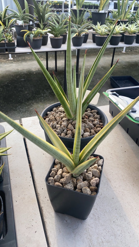 Rare Plant pre orders from Fuzzy Roots