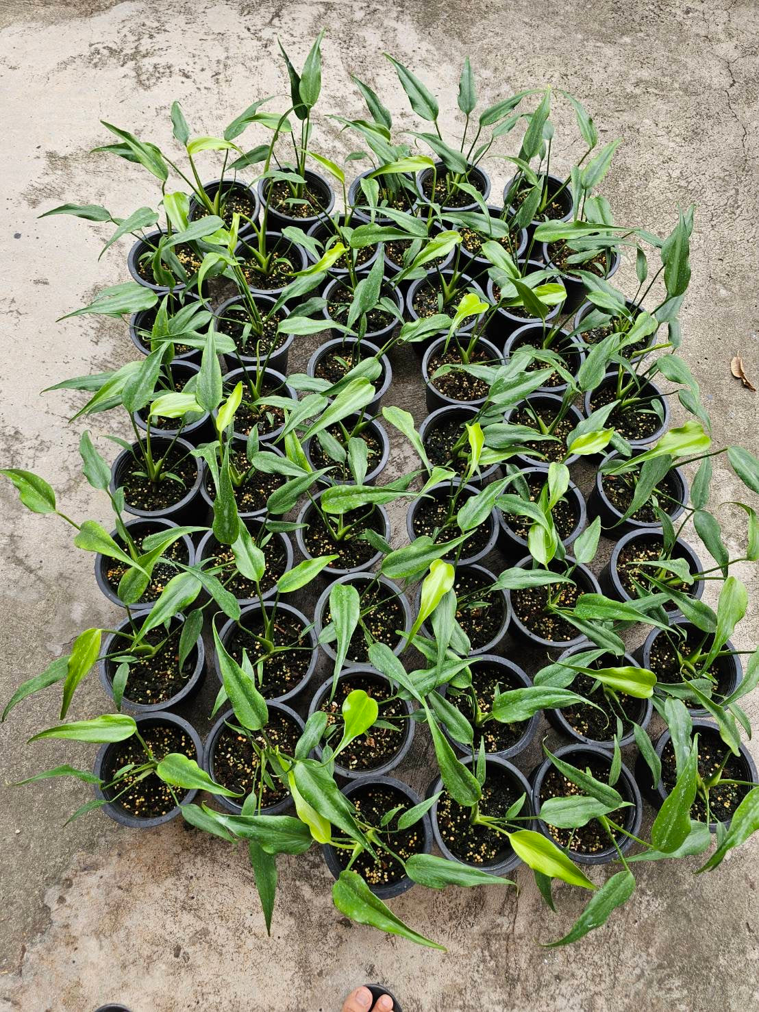 Rare Plant pre orders from Fuzzy Roots