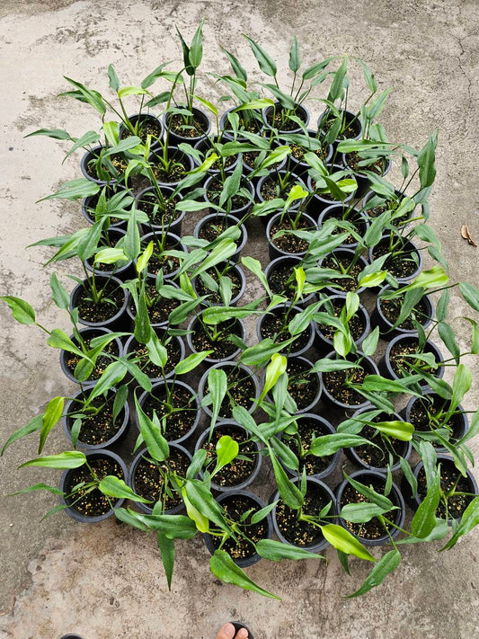 Rare Plant pre orders from Fuzzy Roots