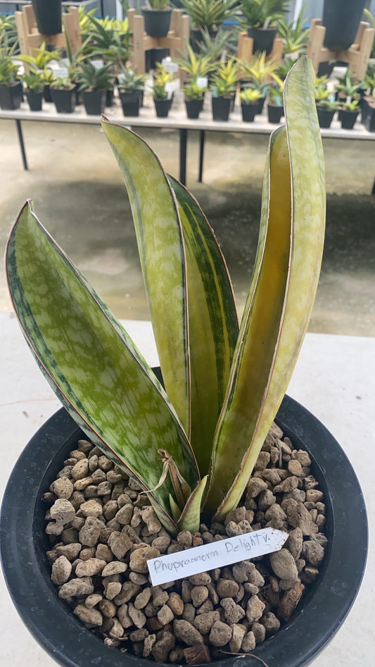Rare Plant pre orders from Fuzzy Roots