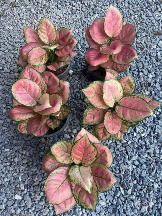 Rare Plant pre orders from Fuzzy Roots
