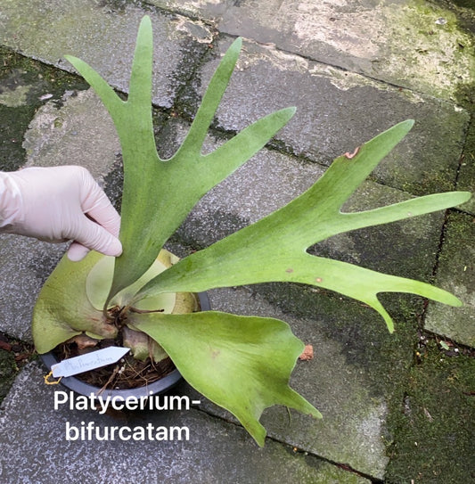 Rare Plant pre orders from Fuzzy Roots
