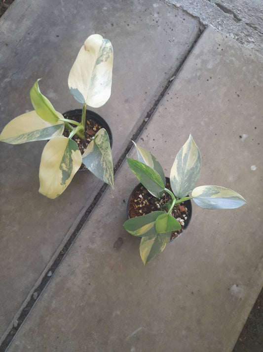 Rare Plant pre orders from Fuzzy Roots