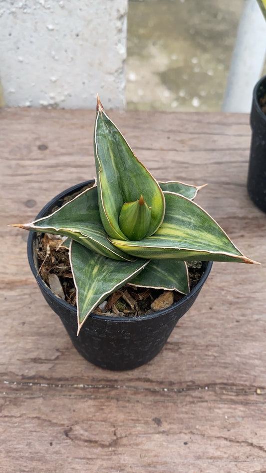 Rare Plant pre orders from Fuzzy Roots
