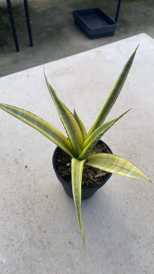 Rare Plant pre orders from Fuzzy Roots