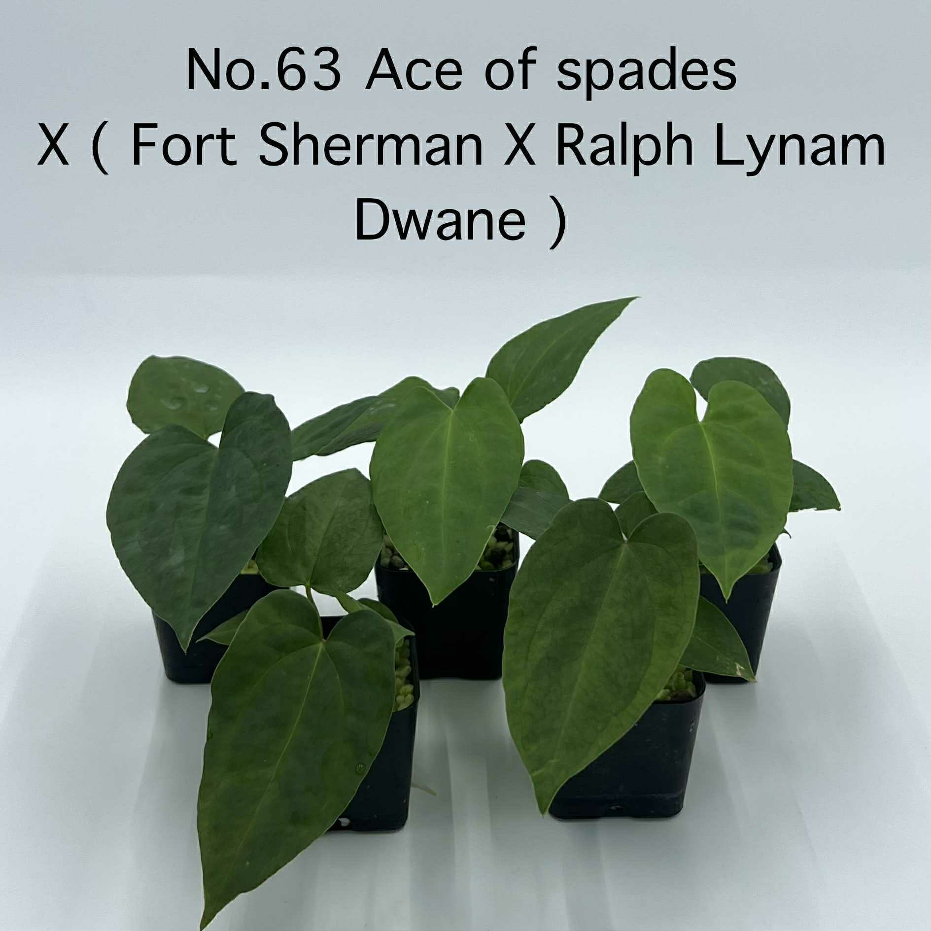 Rare Plant pre orders from Fuzzy Roots