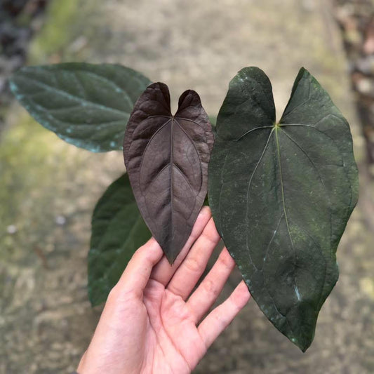 Rare Anthurium seed or seedling hybrids pre orders for Fuzzy Roots
