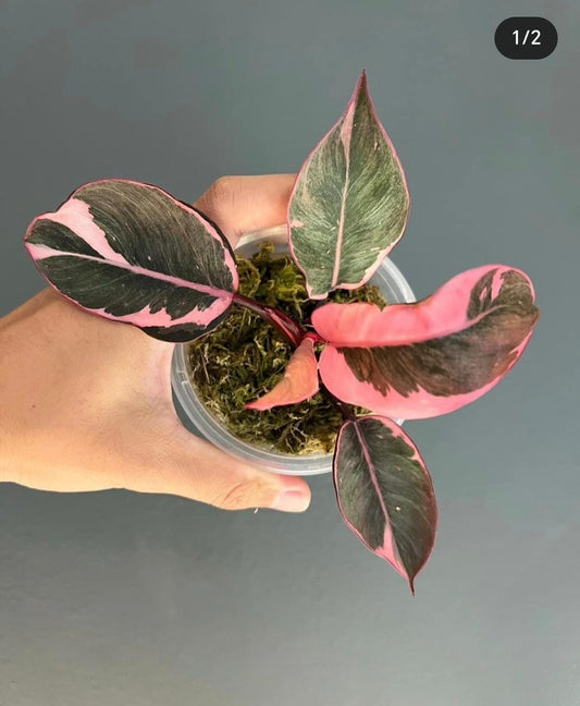 Rare Plant pre orders from Fuzzy Roots