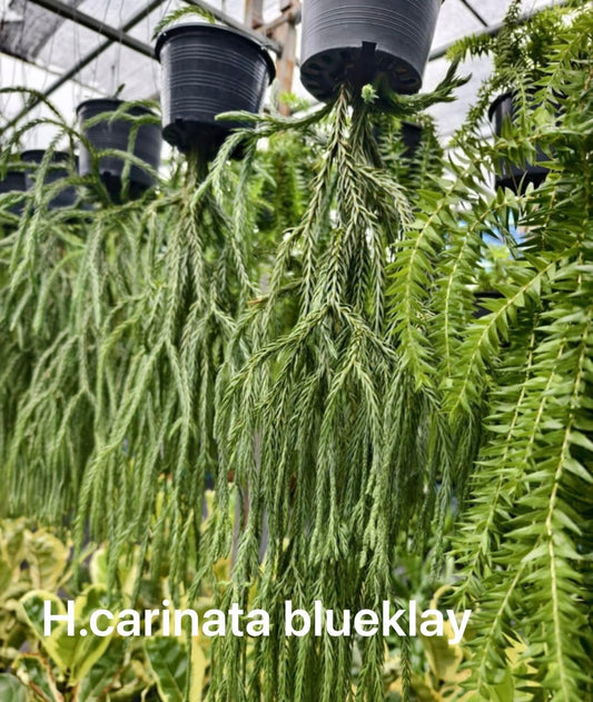 Rare Plant pre orders from Fuzzy Roots