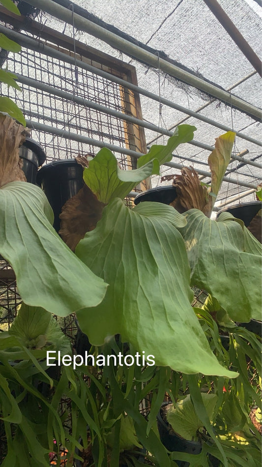 Rare Plant pre orders from Fuzzy Roots