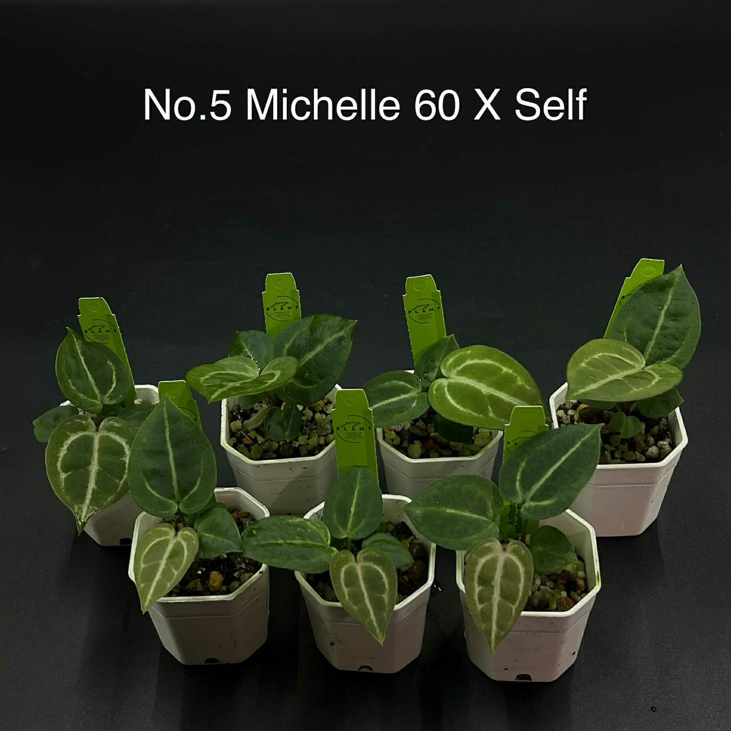 Rare Plant pre orders from Fuzzy Roots